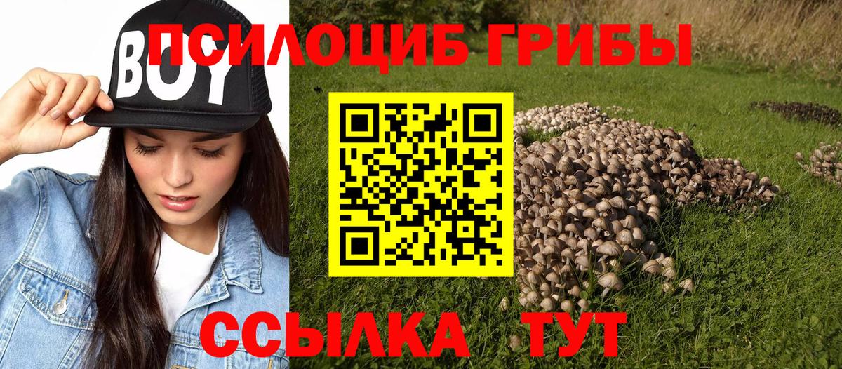 Псилоцибиновые грибы Cubensis  где продают наркотики  Кызыл  Псилоцибиновые грибы Cubensis  Вход с VPN 